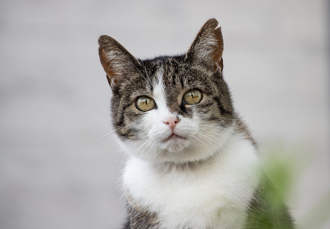 Why the Scottish Straight Cat Is So Adorable